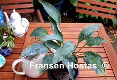 Hosta Tears in Heaven